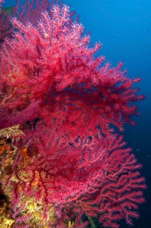 Mediterranean Fan Coral