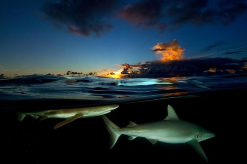 Blacktip reef shark