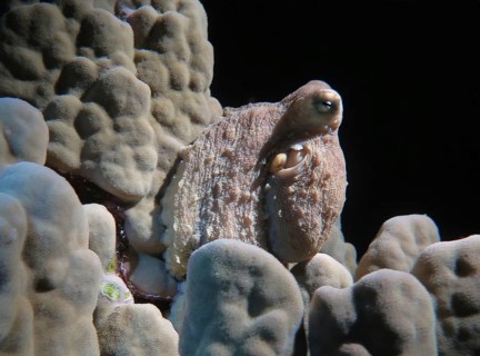 Red octopus