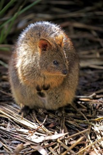 Quokka