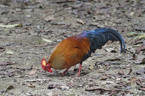 Gallus lafayettii
