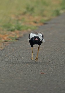 Northern Black Korhaan