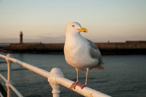 Herring Gull