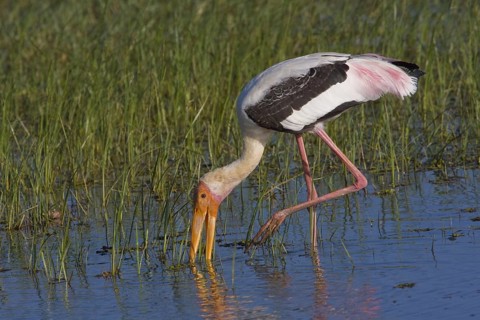 Painted stork