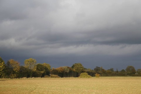 View of cultivated arable field and hedgerow