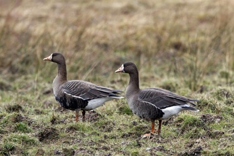 Greater White-fronted Goose