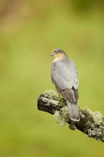 Eurasian eurasian sparrowhawk