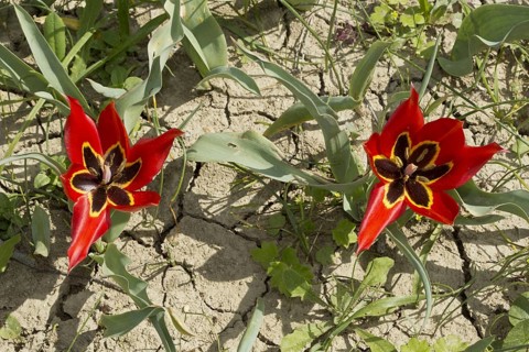 Eyed Tulip