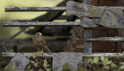 Common common kestrel