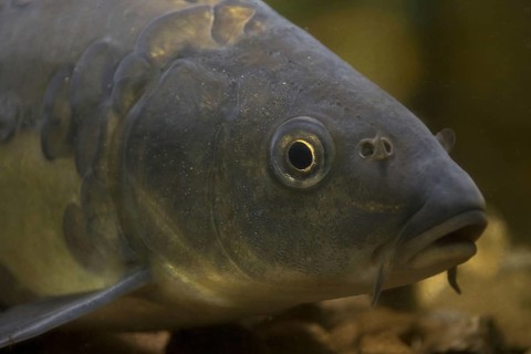 Mirror Carp