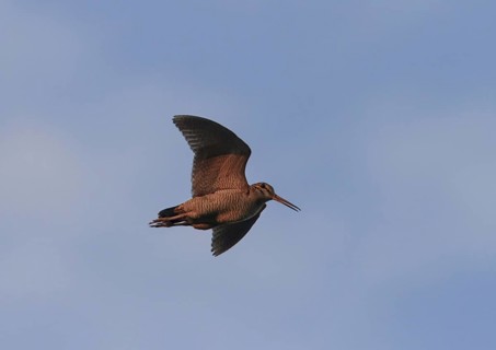 Eurasian woodcock