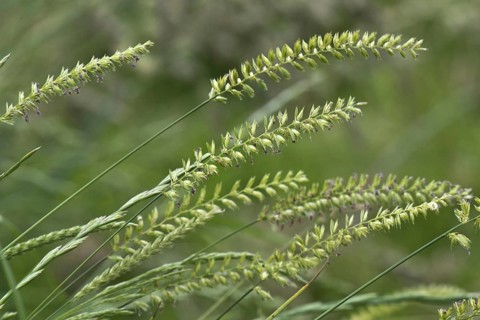 Crested dog's-tail