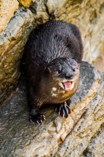 Otter