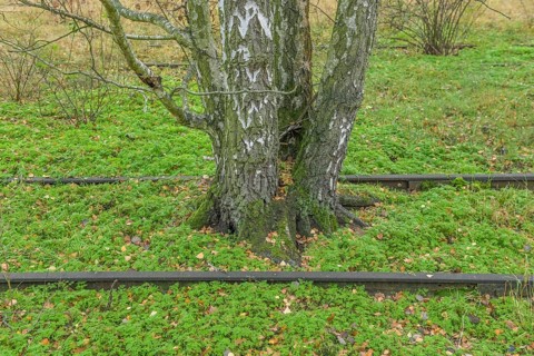 Birch trees