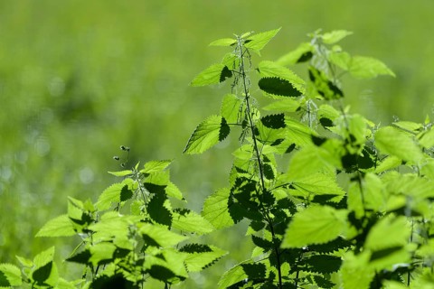Burning nettle