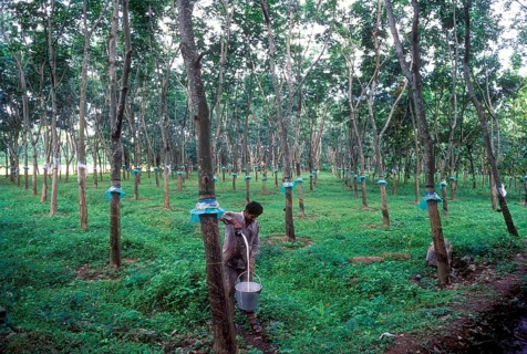 A man collecting rubber milk in Kottayam