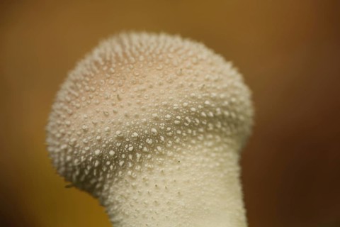 Detail of the common puffball