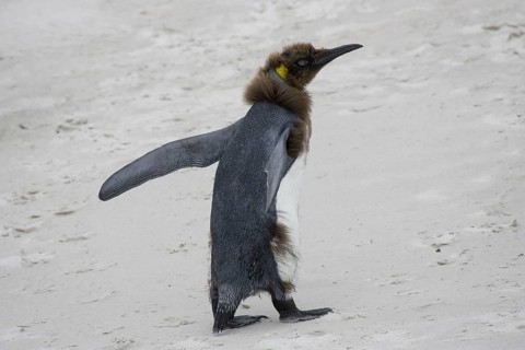Patagonica