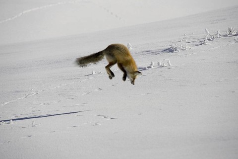 American red fox