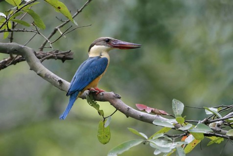 Stork-billed Kingfisher