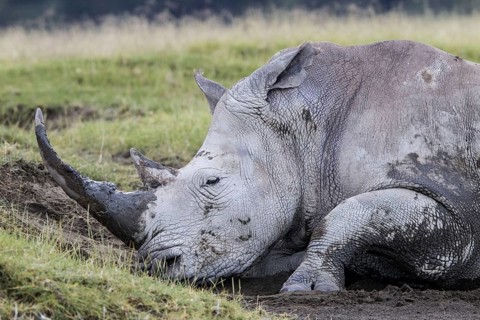 Adult white rhinoceros