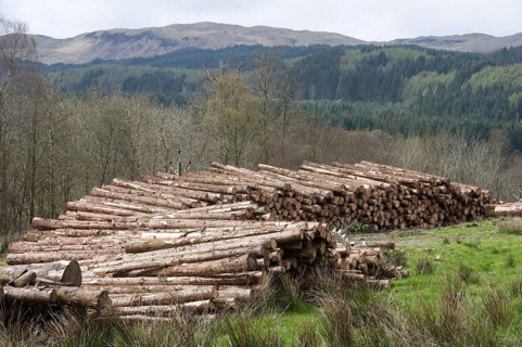 Softwood lumber