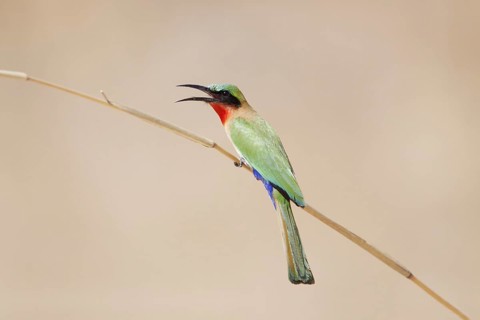 Red-throated bee-eater