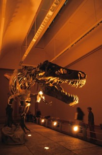 Tyrannosaurus Rex