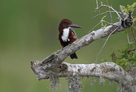 White-throated Kingfisher