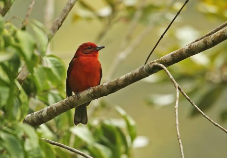 Flame-coloured tanager