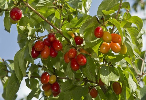 Cornelian Cherry