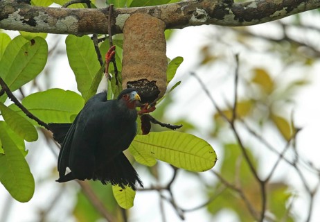 Red-throated caracara