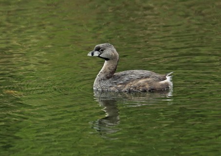 Pied-billed Grebe