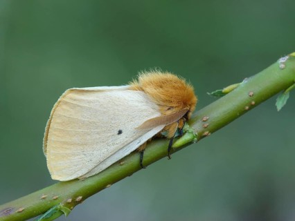Autumn silkworm moth