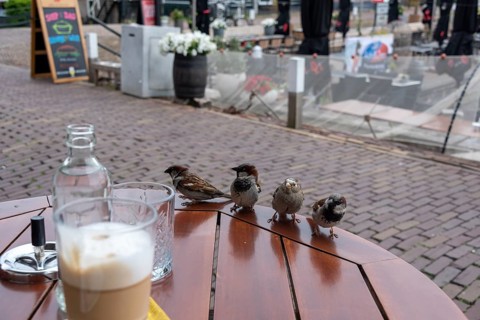 House sparrows
