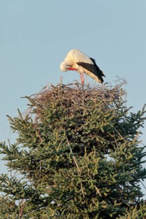 Single white stork standing in the nest and preening its plumage with its beak