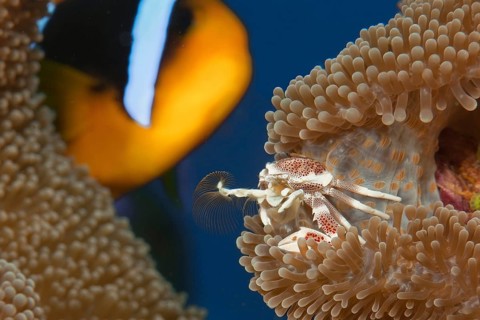 Spotted anemone crab