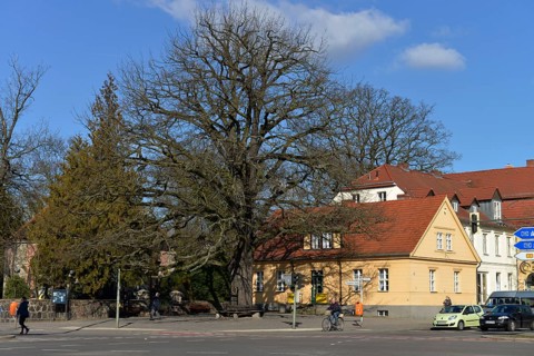 Peace Oak