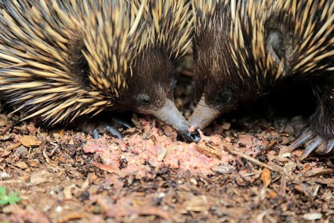 Short-beaked Echidna