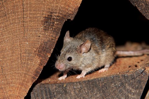 House Mouse