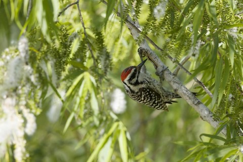 Ladder-backed woodpecker