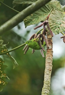 Adult blue-winged sparrow parrot