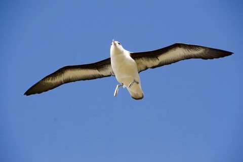 Black-browed Albatross