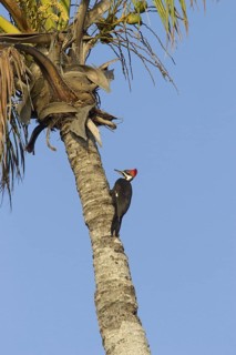 Pileated Woodpecker