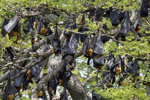 Indian flying fox