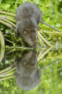 European water vole
