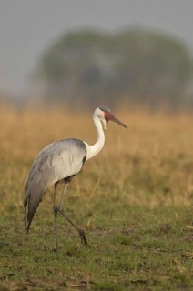 Wattled Crane
