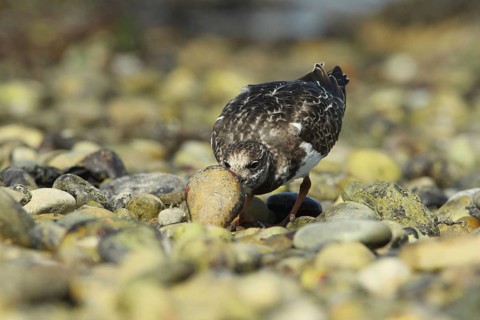 Ruddy ruddy turnstone