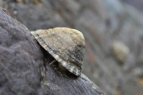Common limpet