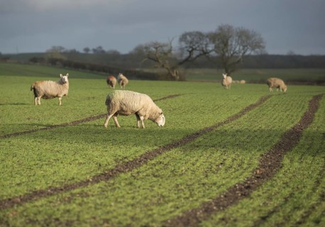Domestic sheep